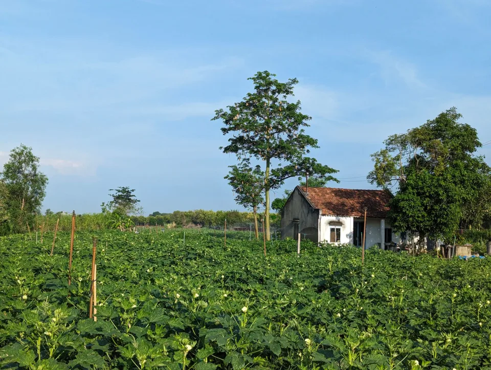 Vườn rau của Dương Na